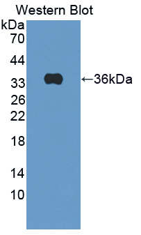 APBB3 Antibody - Western blot of APBB3 antibody.