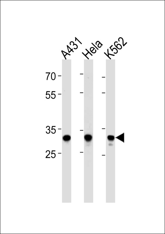 APBB3 Antibody - APBB3 Antibody western blot of A431,HeLa,K562 cell line lysates (35 ug/lane). The APBB3 antibody detected the APBB3 protein (arrow).