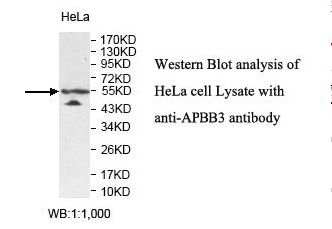 APBB3 Antibody