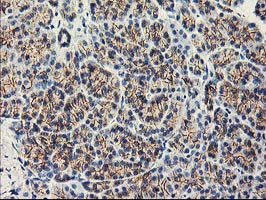 APBB3 Antibody - IHC of paraffin-embedded Human pancreas tissue using anti-APBB3 mouse monoclonal antibody.