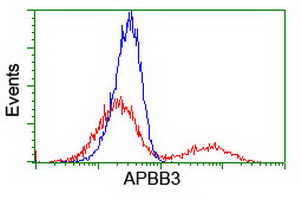 APBB3 Antibody - HEK293T cells transfected with either overexpress plasmid (Red) or empty vector control plasmid (Blue) were immunostained by anti-APBB3 antibody, and then analyzed by flow cytometry.