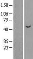 APBB3 Protein - Western validation with an anti-DDK antibody * L: Control HEK293 lysate R: Over-expression lysate
