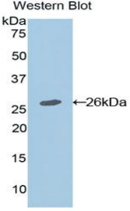 APC Antibody - Western blot of recombinant APC.  This image was taken for the unconjugated form of this product. Other forms have not been tested.