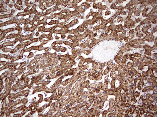 APC Antibody - IHC of paraffin-embedded Human liver tissue using anti-APC mouse monoclonal antibody. (heat-induced epitope retrieval by 1 mM EDTA in 10mM Tris, pH8.5, 120°C for 3min).