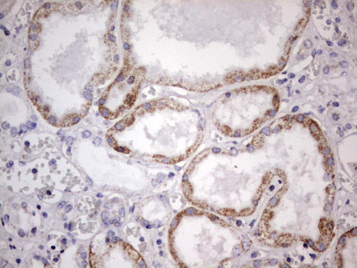 APC Antibody - IHC of paraffin-embedded Human Kidney tissue using anti-APC mouse monoclonal antibody. (heat-induced epitope retrieval by 1 mM EDTA in 10mM Tris, pH8.5, 120°C for 3min).
