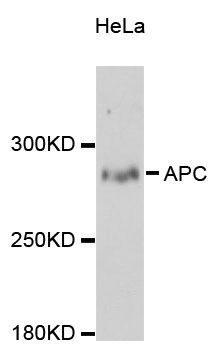 APC Antibody - Western blot analysis of extracts of HeLa cells, using APC antibody at 1:3000 dilution. The secondary antibody used was an HRP Goat Anti-Rabbit IgG (H+L) at 1:10000 dilution. Lysates were loaded 25ug per lane and 3% nonfat dry milk in TBST was used for blocking. An ECL Kit was used for detection and the exposure time was 90s.