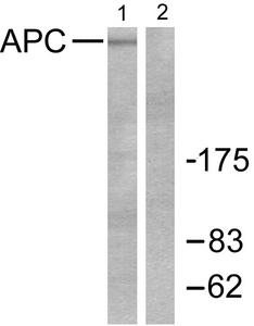 APC Antibody - Western blot analysis of extracts from J COLO205tcells, using APC antibody.
