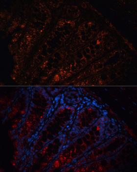 APC Antibody - Immunofluorescence analysis of Mouse colon using APC Polyclonal Antibody at dilution of 1:100.Blue: DAPI for nuclear staining.