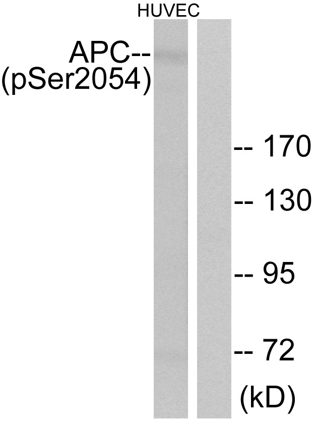 APC Antibody - Western blot analysis of lysates from HUVEC cells treated with PMA 125ng/ml 30', using APC (Phospho-Ser2054) Antibody. The lane on the right is blocked with the phospho peptide.