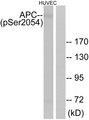 APC Antibody - Western blot analysis of extracts from HUVEC cells, treated with PMA (125ng/ml, 30mins), using APC (Phospho-Ser2054) antibody.