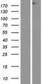APC Protein - Western validation with an anti-DDK antibody * L: Control HEK293 lysate R: Over-expression lysate