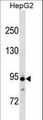 APC4 / ANAPC4 Antibody - ANAPC4 Antibody western blot of HepG2 cell line lysates (35 ug/lane). The ANAPC4 antibody detected the ANAPC4 protein (arrow).