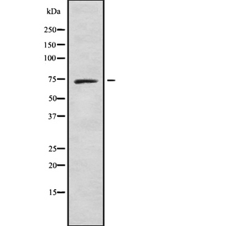 APC6 / CDC16 Antibody - Western blot analysis of Cdc16 using NIH-3T3 whole cells lysates