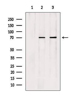 APC6 / CDC16 Antibody - Western blot analysis of extracts of various samples using Cdc16 antibody. Lane 1: HepG2 treated with blocking peptide. Lane 2: HepG2; Lane 3: HuvEc;