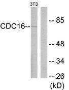 APC6 / CDC16 Antibody - Western blot analysis of extracts from NIH-3T3 cells, using APC6 antibody.