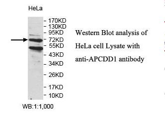 APCDD1 Antibody