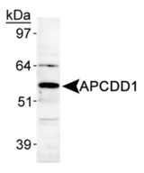 APCDD1 Antibody - APCDD1 Antibody - Detection of APCDD1 in human heart lysate.  This image was taken for the unconjugated form of this product. Other forms have not been tested.