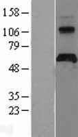 APCDD1 Protein - Western validation with an anti-DDK antibody * L: Control HEK293 lysate R: Over-expression lysate