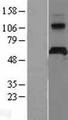 APCDD1 Protein - Western validation with an anti-DDK antibody * L: Control HEK293 lysate R: Over-expression lysate