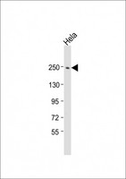 APCL / APC2 Antibody - Anti-APC2 Antibody (N-Term) at 1:2000 dilution + HeLa whole cell lysate Lysates/proteins at 20 ug per lane. Secondary Goat Anti-Rabbit IgG, (H+L), Peroxidase conjugated at 1:10000 dilution. Predicted band size: 244 kDa. Blocking/Dilution buffer: 5% NFDM/TBST.