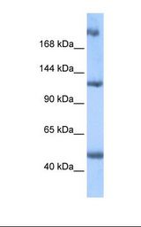 APCL / APC2 Antibody - Placenta cell lysate. Antibody concentration: 0.5 ug/ml. Gel concentration: 6%-18%.  This image was taken for the unconjugated form of this product. Other forms have not been tested.