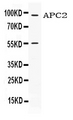 APCL / APC2 Antibody - Western blot - Anti-APC2 Picoband Antibody