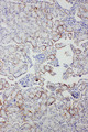 APCS / Serum Amyloid P / SAP Antibody - APCS / Serum Amyloid P / SAP antibody. IHC(P): Mouse Kidney Tissue.
