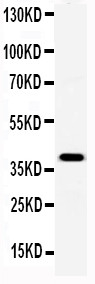 APCS / Serum Amyloid P / SAP Antibody - WB of APCS / Serum Amyloid P / SAP antibody. All lanes: Anti-Serum Amyloid P at 0.5ug/ml. WB: Recombinant Mouse Serum Amyloid P Protein 0.5ng. Predicted bind size: 39KD. Observed bind size: 39KD.