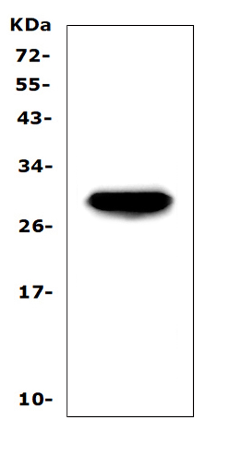 APCS / Serum Amyloid P / SAP Antibody - Western blot analysis of Serum Amyloid P using anti-Serum Amyloid P antibody. Electrophoresis was performed on a 5-20% SDS-PAGE gel at 70V (Stacking gel) / 90V (Resolving gel) for 2-3 hours. The sample well of each lane was loaded with 50ug of sample under reducing conditions. Lane 1: mouse liver tissue lysates. After Electrophoresis, proteins were transferred to a Nitrocellulose membrane at 150mA for 50-90 minutes. Blocked the membrane with 5% Non-fat Milk/ TBS for 1.5 hour at RT. The membrane was incubated with rabbit anti-Serum Amyloid P antigen affinity purified polyclonal antibody at 0.5 µg/mL overnight at 4°C, then washed with TBS-0.1% Tween 3 times with 5 minutes each and probed with a goat anti-rabbit IgG-HRP secondary antibody at a dilution of 1:10000 for 1.5 hour at RT. The signal is developed using an Enhanced Chemiluminescent detection (ECL) kit with Tanon 5200 system. A specific band was detected for Serum Amyloid P at approximately 29KD. The expected band size for Serum Amyloid P is at 25KD.