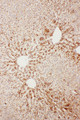 APCS / Serum Amyloid P / SAP Antibody - APCS / Serum Amyloid P / SAP antibody. IHC(P): Rat Liver Tissue.