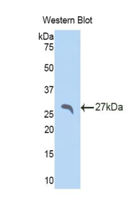 APCS / Serum Amyloid P / SAP Antibody - Western blot of recombinant APCS / Serum Amyloid P / SAP.  This image was taken for the unconjugated form of this product. Other forms have not been tested.