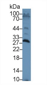 APCS / Serum Amyloid P / SAP Antibody - Western Blot; Sample: Rat Testis lysate; Primary Ab: 1µg/ml Rabbit Anti-Rat SAP Antibody Second Ab: 0.2µg/mL HRP-Linked Caprine Anti-Rabbit IgG Polyclonal Antibody