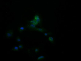 APCS / Serum Amyloid P / SAP Antibody - Anti-APCS mouse monoclonal antibody immunofluorescent staining of COS7 cells transiently transfected by pCMV6-ENTRY APCS.