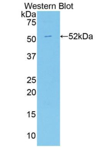 Apelin Antibody - Western blot of Apelin antibody.