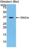 Apelin Antibody - Western blot of recombinant Apelin.  This image was taken for the unconjugated form of this product. Other forms have not been tested.