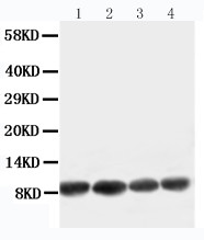 Apelin Antibody - WB of Apelin antibody. All lanes: Anti-APLN at 0.5ug/ml. Lane 1: U87 Whole Cell Lysate at 40ug. Lane 2: MCF-7 Whole Cell Lysate at 40ug. Lane 3: HELA Whole Cell Lysate at 40ug. Lane 4: MM453 Whole Cell Lysate at 40ug. Predicted bind size: 9KD. Observed bind size: 9KD.