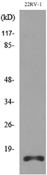 Apelin Antibody - Western blot analysis of lysate from 22RV-1 cells, using APLN Antibody.
