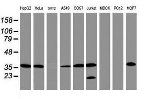 APEX1 / APE1 Antibody - Western blot of extracts (35 ug) from 9 different cell lines by using anti-APEX1 monoclonal antibody (HepG2: human; HeLa: human; SVT2: mouse; A549: human; COS7: monkey; Jurkat: human; MDCK: canine; PC12: rat; MCF7: human).