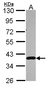 APEX1 / APE1 Antibody - Sample (30 ug of whole cell lysate). A: A549. 10% SDS PAGE. APEX1 / APE1 antibody diluted at 1:3000.