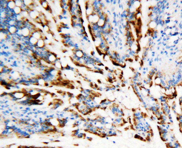 APEX1 / APE1 Antibody - APEX1 / APE1 antibody. IHC(P): Rat Intestine Tissue.
