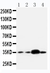 APEX1 / APE1 Antibody - WB of APEX1 / APE1 antibody. All lanes: Anti-APEX1 at 0.5ug/ml. Lane 1: U87 Whole Cell Lysate at 40ug. Lane 2: A549 Whole Cell Lysate at 40ug. Lane 3: SMMC Whole Cell Lysate at 40ug. Lane 4: HELA Whole Cell Lysate at 40ug. Predicted bind size: 35KD. Observed bind size: 35KD.