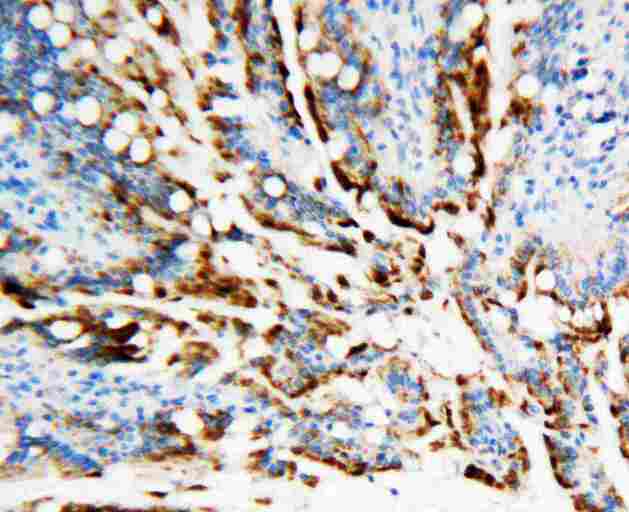 APEX1 / APE1 Antibody - Anti-APE1 antibody, IHC(P): Rat Intestine Tissue