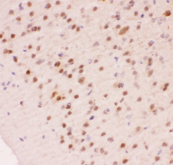 APEX1 / APE1 Antibody - APE1 antibody IHC-paraffin: Mouse Brain Tissue.
