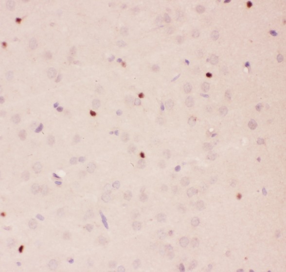APEX1 / APE1 Antibody - APE1 antibody IHC-paraffin: Rat Brain Tissue.