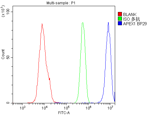 APEX1 / APE1 Antibody - Flow Cytometry analysis of U937 cells using anti-APEX1 antibody. Overlay histogram showing U937 cells stained with anti-APEX1 antibody (Blue line). The cells were blocked with 10% normal goat serum. And then incubated with rabbit anti-APEX1 Antibody (1µg/10E6 cells) for 30 min at 20°C. DyLight®488 conjugated goat anti-rabbit IgG (5-10µg/10E6 cells) was used as secondary antibody for 30 minutes at 20°C. Isotype control antibody (Green line) was rabbit IgG (1µg/10E6 cells) used under the same conditions. Unlabelled sample (Red line) was also used as a control.