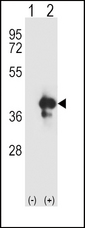APEX1 / APE1 Antibody - Western blot of APEX1 (arrow) using rabbit polyclonal APEX1 Antibody. 293 cell lysates (2 ug/lane) either nontransfected (Lane 1) or transiently transfected (Lane 2) with the APEX1 gene.