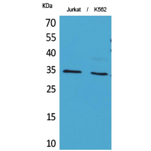 APEX1 / APE1 Antibody - Western blot of Acetyl-Ref-1 (K7) antibody