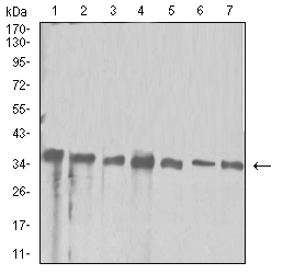 APEX1 / APE1 Antibody - Western blot analysis using APEX1 mouse mAb against Hela (1), Jurkat (2), SW480 (3), A431 (4), HepG2 (5), NIH/3T3 (6), and PC-12 (7) cell lysate.