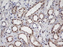 APEX1 / APE1 Antibody - IHC of paraffin-embedded Human Kidney tissue using anti-APEX1 mouse monoclonal antibody.