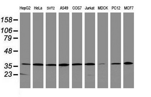 APEX1 / APE1 Antibody - Western blot of extracts (35 ug) from 9 different cell lines by using anti-APEX1 monoclonal antibody (HepG2: human; HeLa: human; SVT2: mouse; A549: human; COS7: monkey; Jurkat: human; MDCK: canine; PC12: rat; MCF7: human).